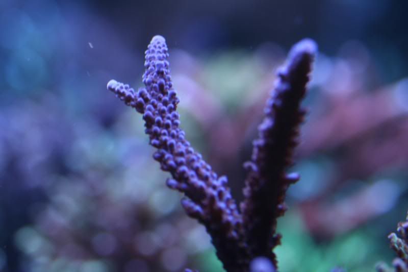 PURPLESLIMER.jpg