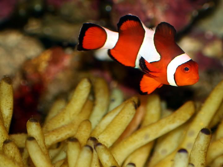 ClownfishinRubberAnemone3.jpg