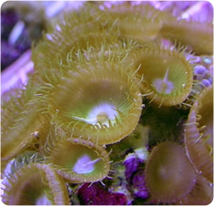 Button_Polyp_ps.jpg