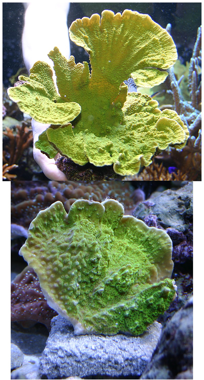 cindys%20montipora%20with%20frag.jpg