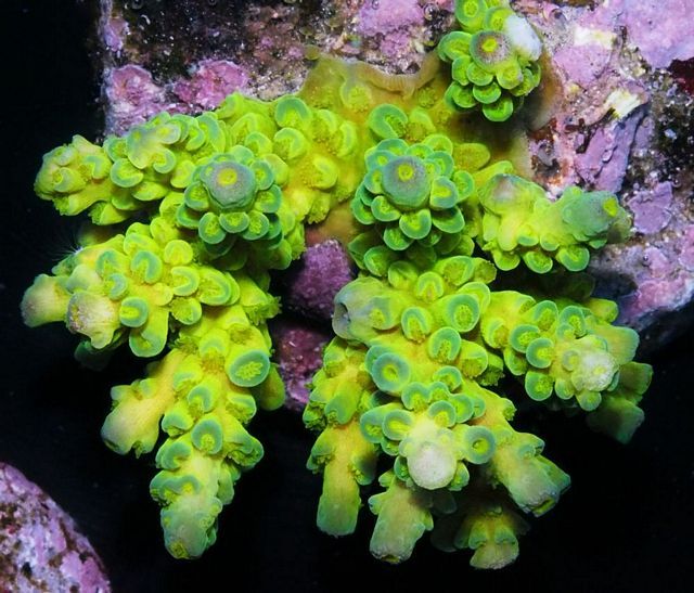 tn_HP%20M1256%2099%20Alien%20Blood%20Acropora_zpsfztxfwkr.jpg