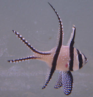 red-fin%20Banggai.jpg