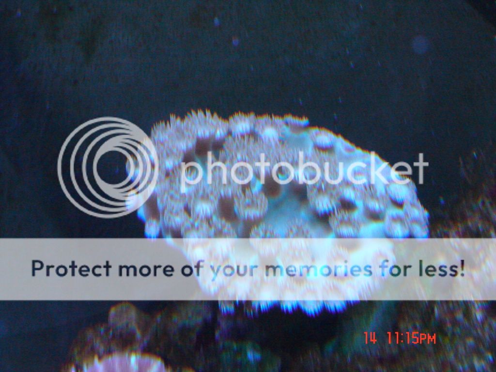 DSC02517.jpg