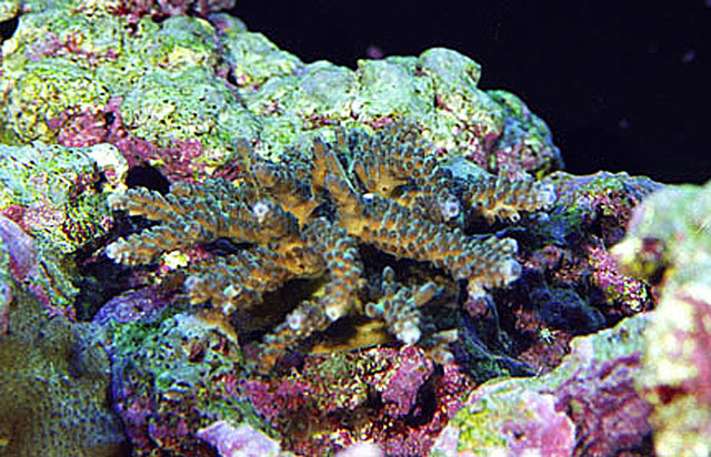 'Spider'-Coral-early.jpg