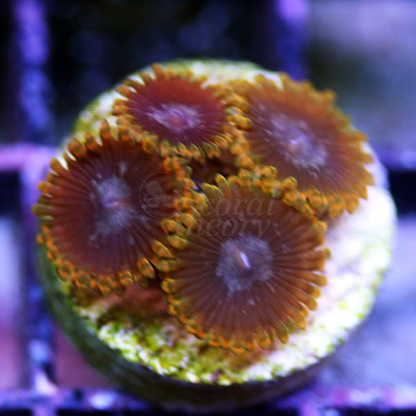 zoa9_40.jpg