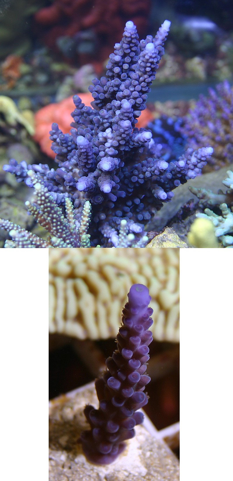 blue-purple%20tort%20with%20frag.jpg