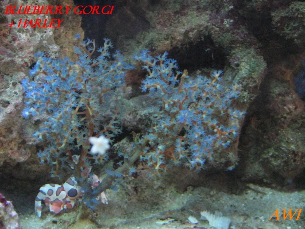 BlueberryGorgonianHarlequinShrimp01.jpg