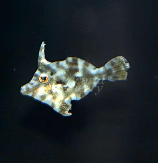 filefish-1.jpg