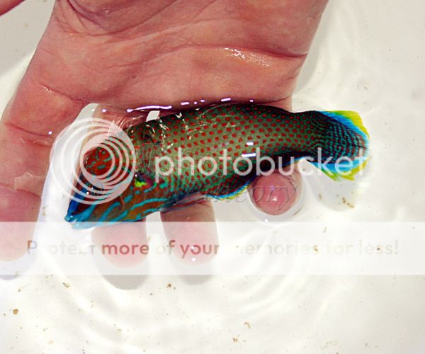 bluefacewrasse.jpg