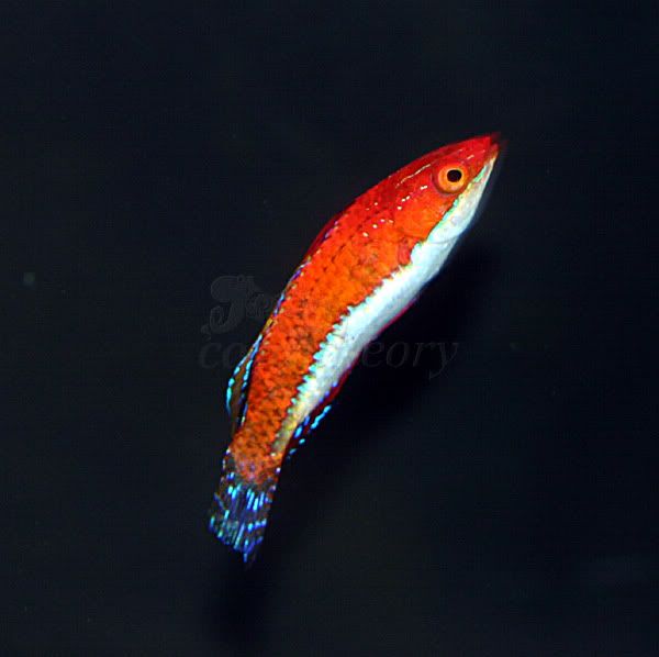 wrasse2.jpg