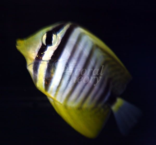 sailfin.jpg