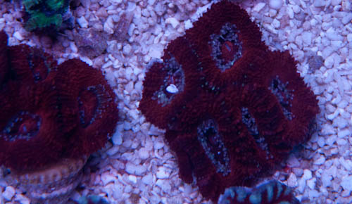 acan-4.jpg