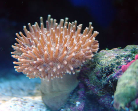 083002toadstool2.jpg