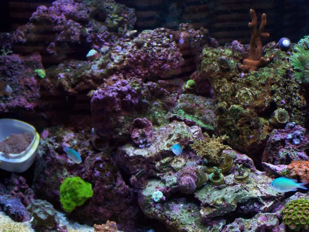 coral007.jpg