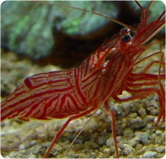 Peppermint_Shrimp_ps.jpg