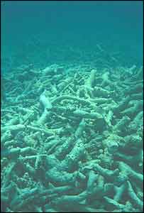 _39286013_coral3_300_precht.jpg
