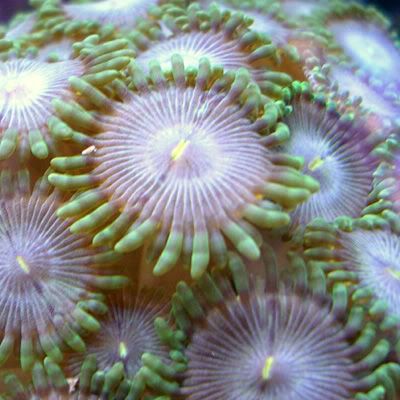 Zoanthid-AngelSlayer.jpg