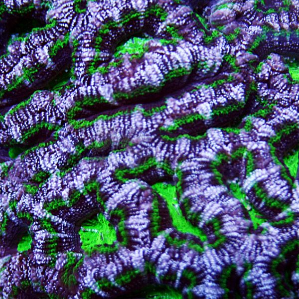 acan7.jpg