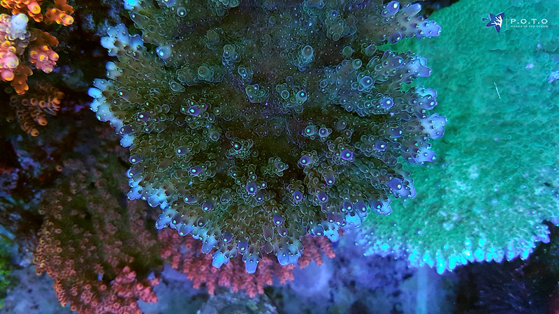 34250876785_ce13a930b0_c.jpg