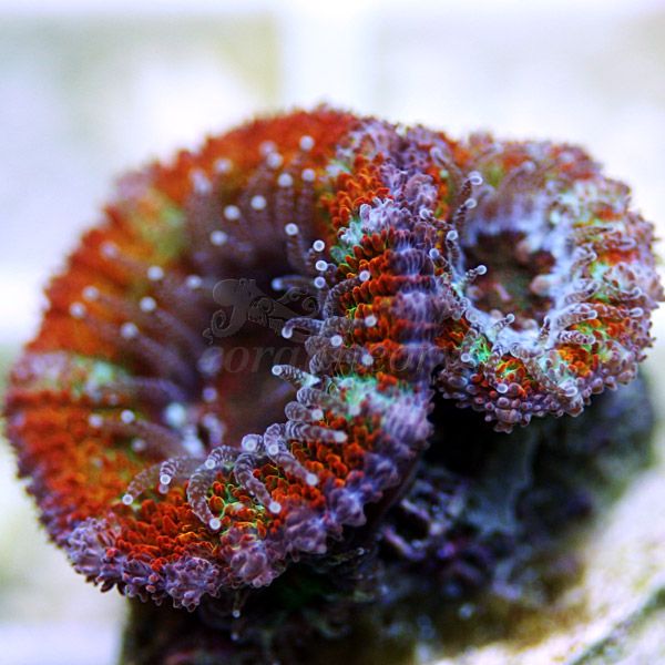 acan5-1.jpg