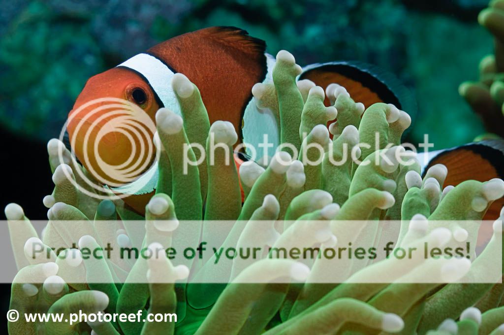 clownfish_zps75cf5886.jpg