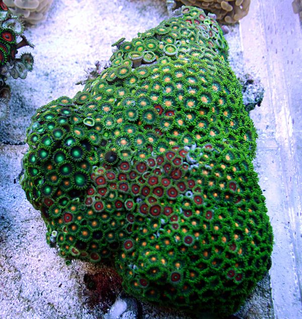 zoa2.jpg