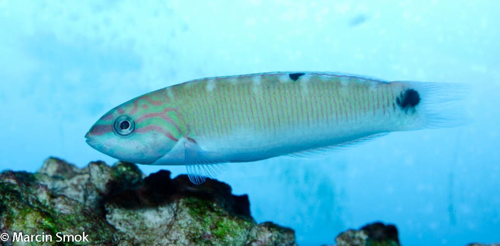 wrasse2.jpg