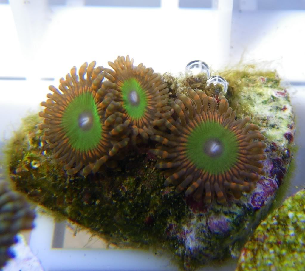 zoa1.jpg