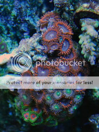 red-blue-zoas.jpg