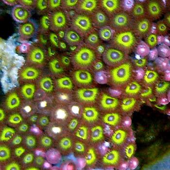 Zoanthids-NeonGreen.jpg