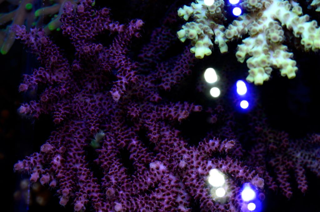 Ahyacinthus21024.jpg