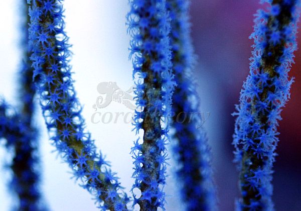 gorgonian.jpg