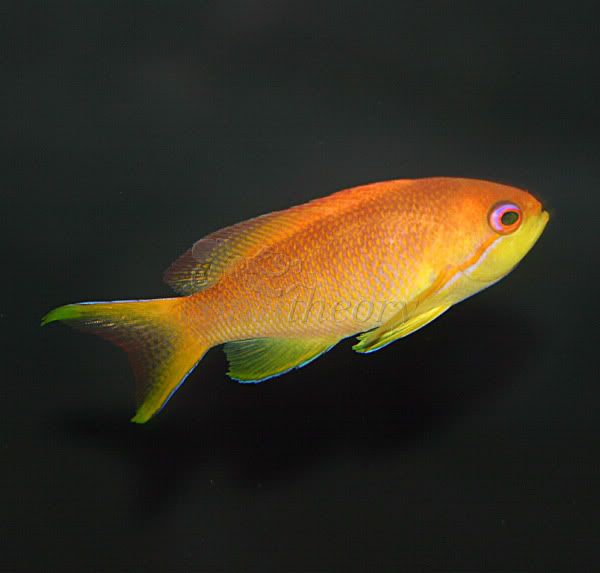 anthias.jpg