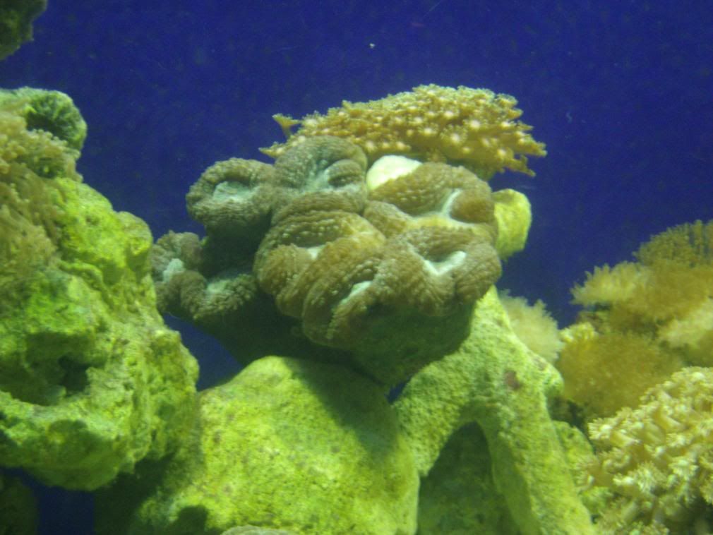 jayfish005.jpg