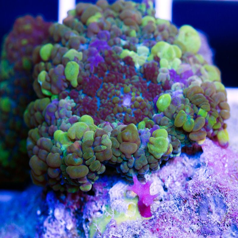 newcoralsc122b.jpg~original