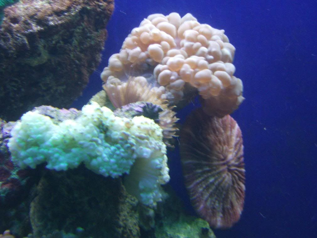 jayfish013-1.jpg