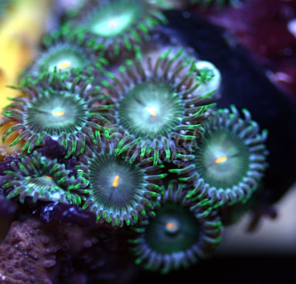 zoa6-2.jpg