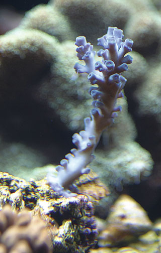 Lil-Blue-Frag-II.jpg