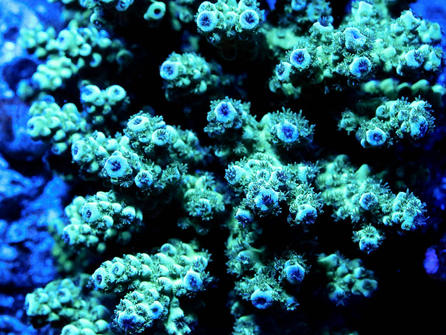 26802237914_a6c44f2694_z.jpg