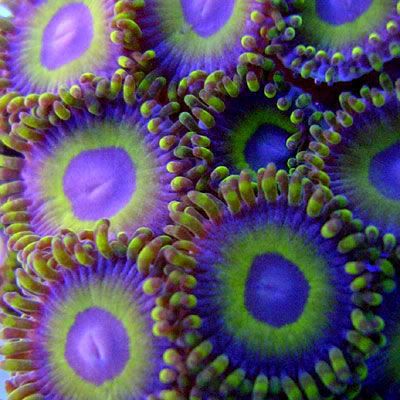 Zoanthids-NextGenPurpleHornet.jpg