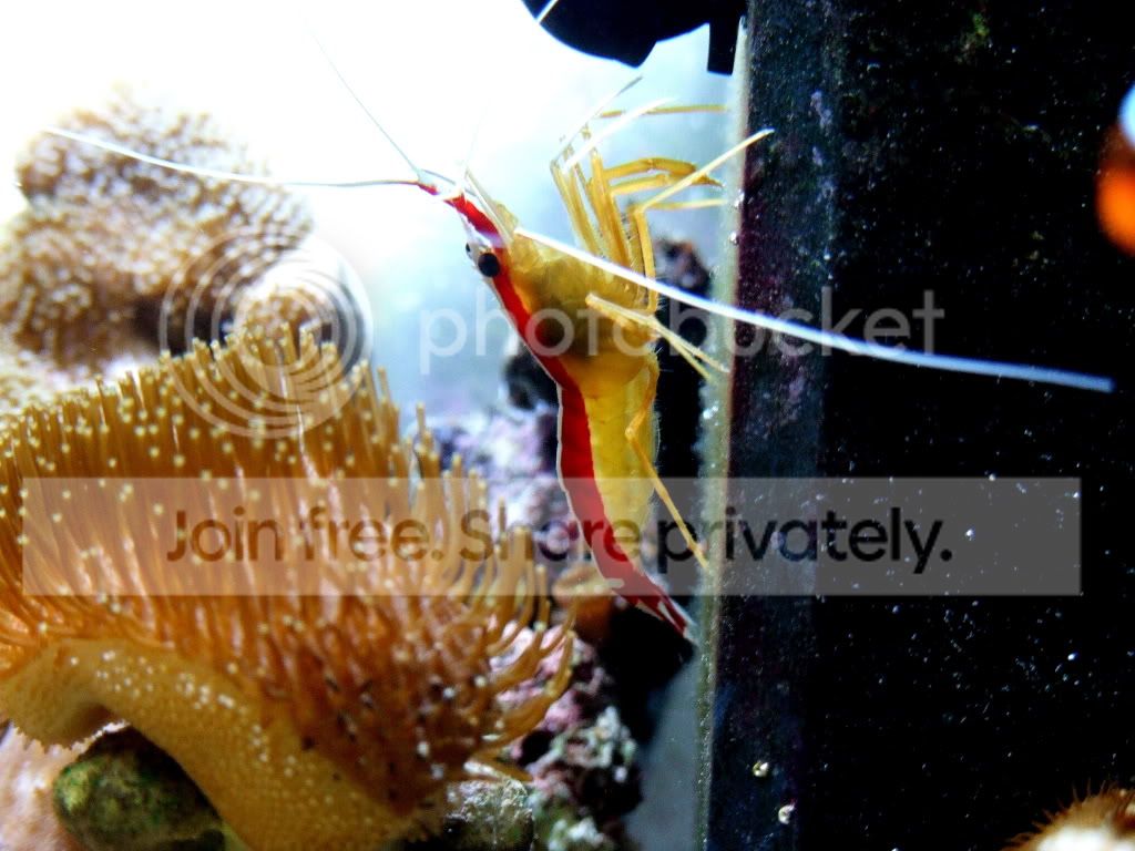 SHRIMP.jpg