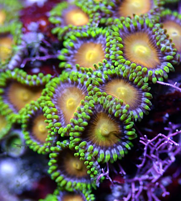 zoa1-5.jpg