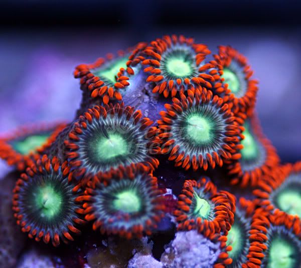 zoa3-5.jpg