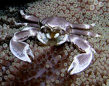 220px-Porcelain_crab_Nick_Hobgood.jpg