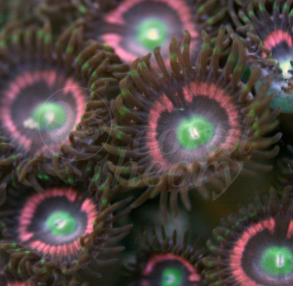 zoa10_zps7228f8da.jpg