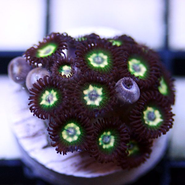 zoa4-1.jpg