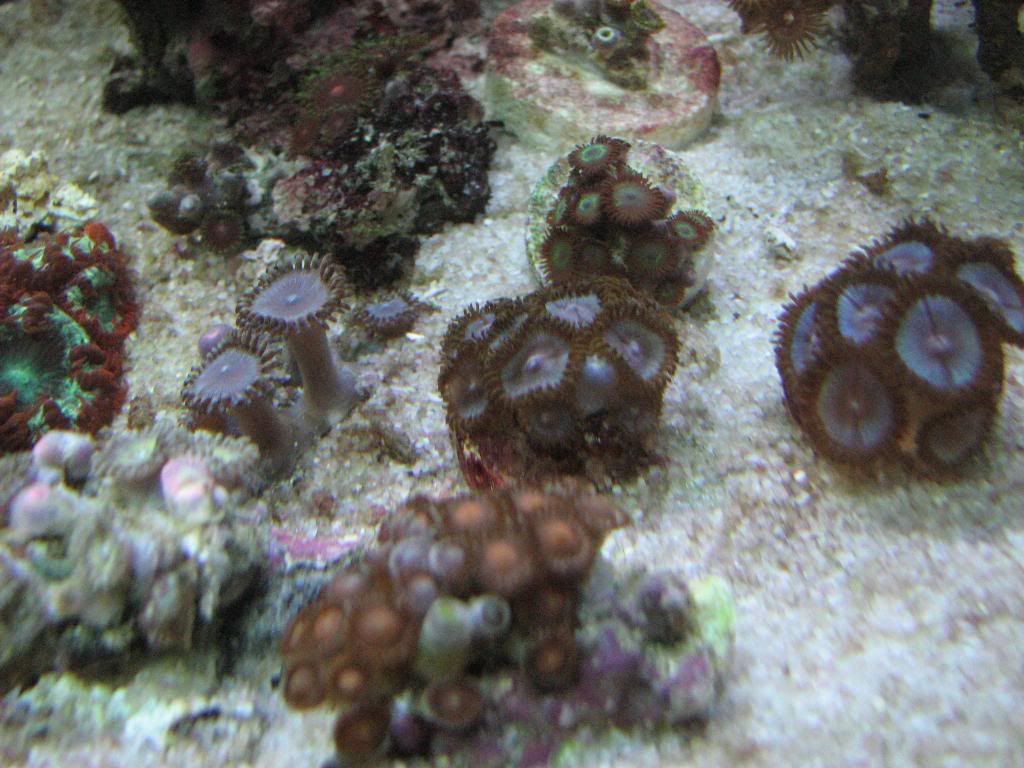 Reef-Gorgonians030.jpg