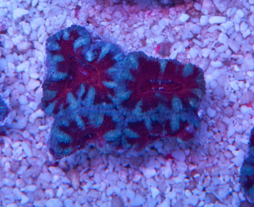 acan-5.jpg