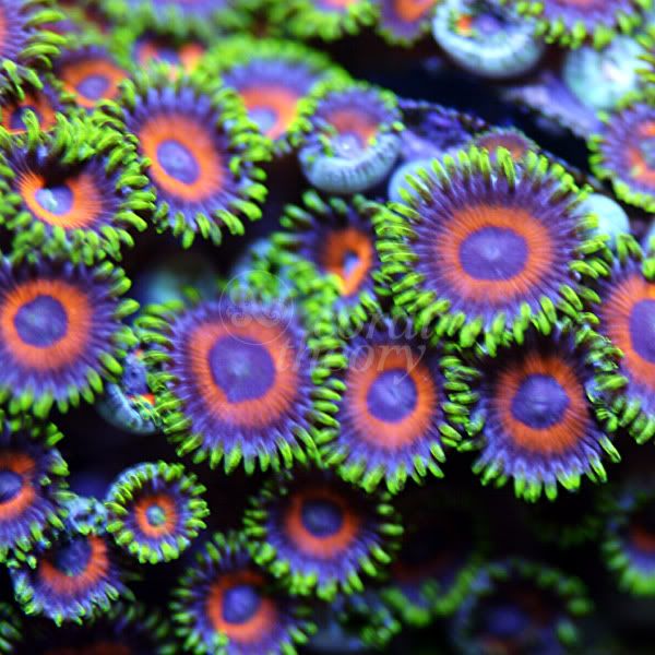 japaneseDeepwaterZoanthid17-10P30.jpg