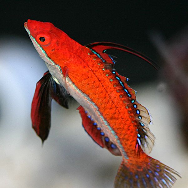 wrasse-2_zpse5cbb40a.jpg